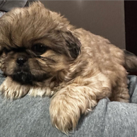 Vendiamo cuccioli