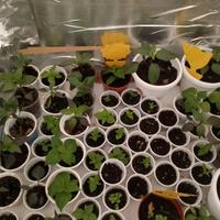 Piante Peperoncino piccante diverse varietà