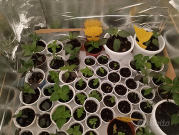 Piante Peperoncino piccante diverse varietà