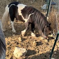 Pony Maschio