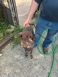 Bracco femmina 5 anni