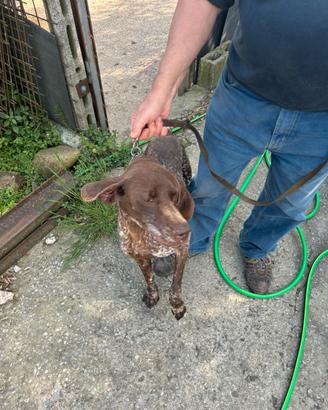 Bracco femmina 5 anni