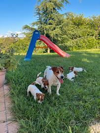 Jack russell