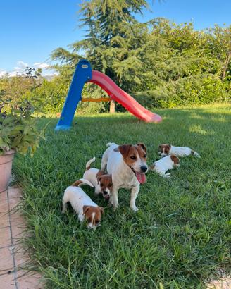 Jack russell