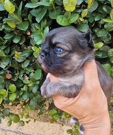 Chihuahua maschietti dolcissimi belli