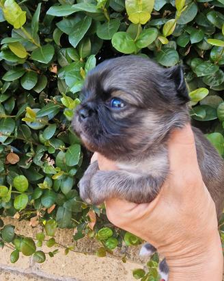 Chihuahua maschietti dolcissimi belli