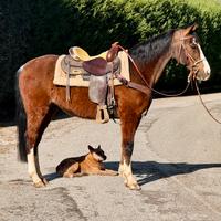 Cavallo castrone Quarter