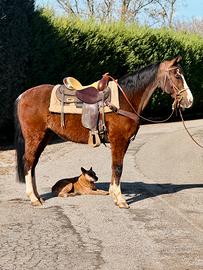 Cavallo castrone Quarter