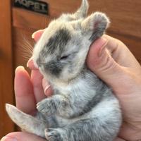 Cuccioli conigli testa di leone e nani