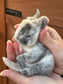 Cuccioli conigli testa di leone e nani