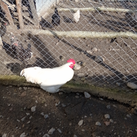 Trio australorp