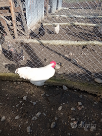 Trio australorp