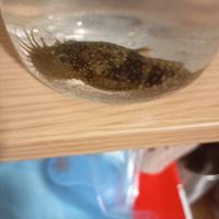 Pesce pulitore ancistrus già riprodotto