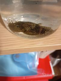 Pesce pulitore ancistrus già riprodotto