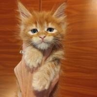 MAINECOON pedigree ANFI