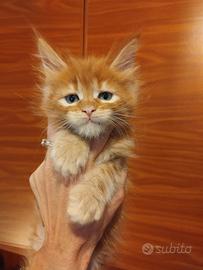 MAINECOON pedigree ANFI