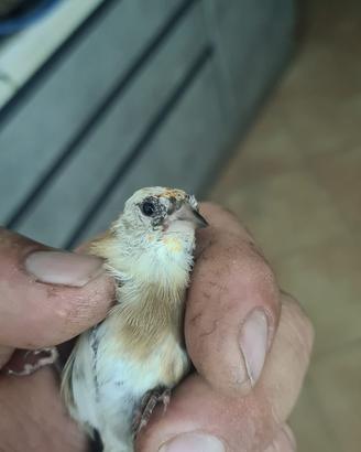 Cardellino favato
