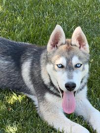 Husky