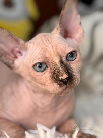 Splendidi cuccioli pura razza Canadian Sphynx
