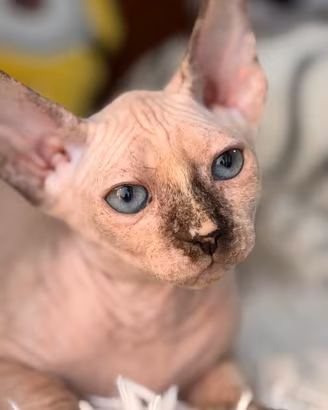 Splendidi cuccioli pura razza Canadian Sphynx
