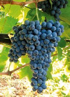 Nerello mascalese