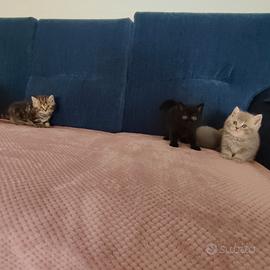 Quattro gattini maschi