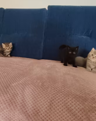 Quattro gattini maschi