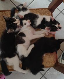 Regaliamo gattine ?VCO