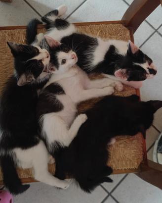 Regaliamo gattine ?VCO