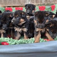 Pastore Tedesco cuccioli
