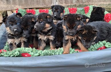 Pastore Tedesco cuccioli