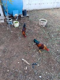 Gallo