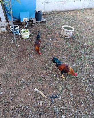 Gallo