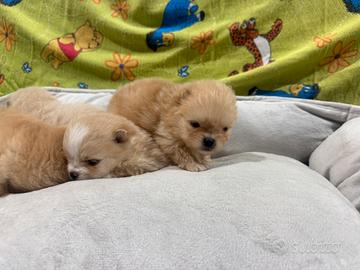 Spitz Pomerania