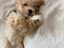 Immagine 15