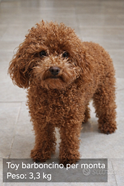 Barboncino toy red per monta