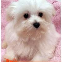 Cuccioli di MALTESE