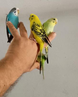 Pappagallo cocorita