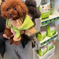 Hermès disponibile per monte