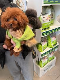 Hermès disponibile per monte