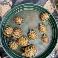 Tartarughe Testudo hermanni boetgeri baby