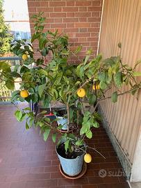 limoni in vaso