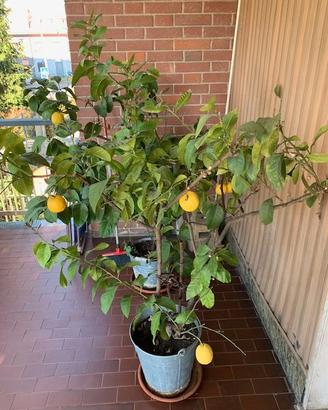 limoni in vaso