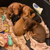 Bassotto nano/kaninchen disponibile