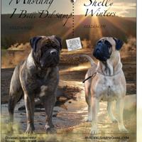 Cuccioli bullmastiff disponibili
