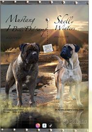 Cuccioli bullmastiff disponibili