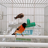 Coppia cardinalini del venezuela