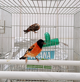 Coppia cardinalini del venezuela