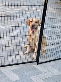 Labrador pedigree