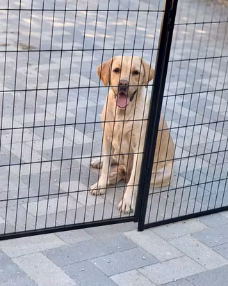 Labrador pedigree